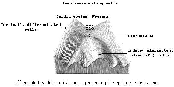 2nd modified Waddington's image representing the epigenetic landcape