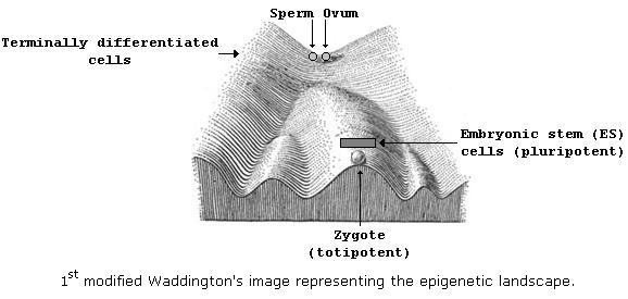 1st modified Waddington's image representing the epigenetic landcape