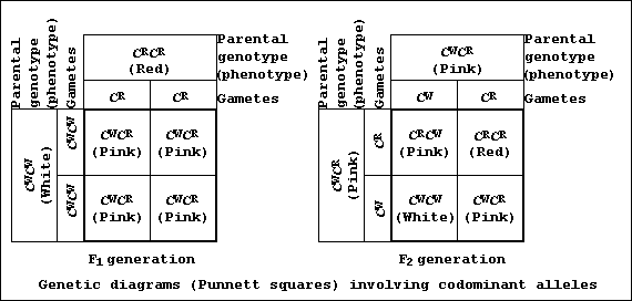 Genetic diagrams (Punnett squares) involving codominant alleles