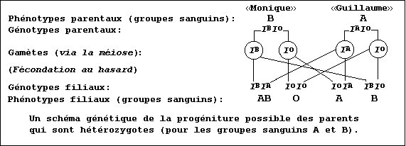 A genetic diagram for the possible offspring of parents (heterozygous for blood groups A and B)