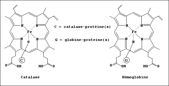Partial structures of catalase and hemoglobin [Fr.]