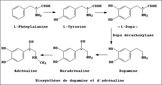 A summary of the biosynthesis of dopamine and of adrenaline [Fr.]